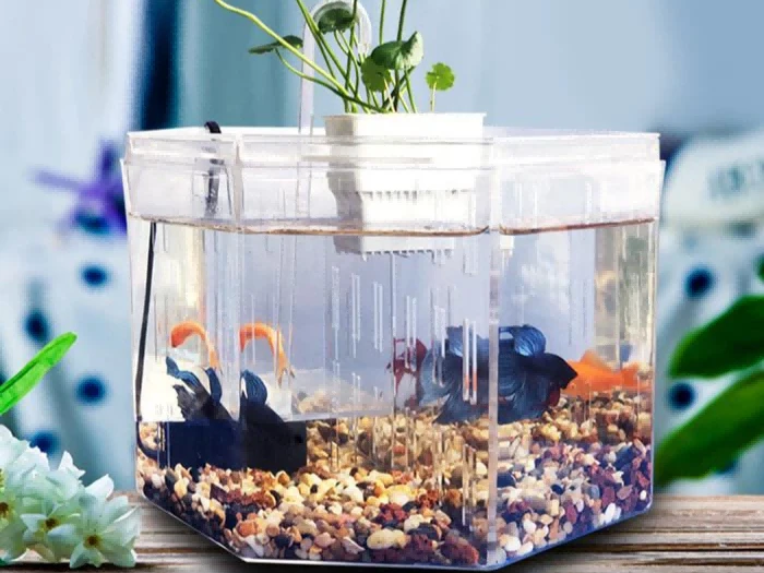 Acrylic Aquarium: Pros Vs Glass Tanks Acrylic Aquarium: Pros Vs Glass Tanks